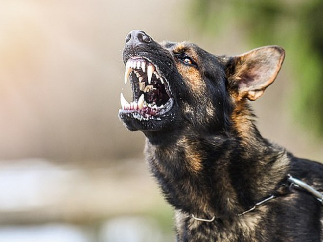 Cô Tatyana Loskutnikova ở Nga bị thương nghiêm trọng sau khi bị bầy chó ít nhất 10 con tấn công  /// Ảnh minh họa: Shutterstock