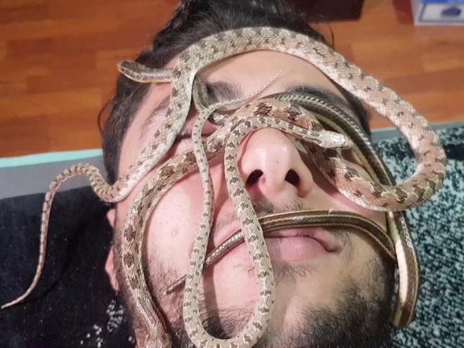 2-massage-ran-reutersjpg_fhbe Massage rắn được cho là có thể giảm đau khớp và cải thiện lưu thông máu /// Ảnh: Reuters