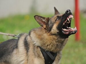 Cậu bé Dion Bush đã bị con chó béc-giê lớn mà gia đình đang nuôi cắn tử vong /// Ảnh minh họa: Shutterstock