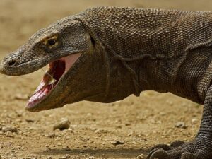 Ôn Elias Agas bị thương nặng sau cú ngoạm của rồng Komodo /// Ảnh minh họa: Shutterstock