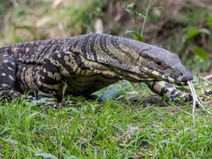 Người đàn ông ở bang Queensland (Úc) đã bị một con thằn lằn goanna lớn ngoạm gãy tay phải /// Ảnh minh họa: Shutterstock