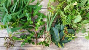 Các loại lá thường được nấu để xông
/// ẢNH: QUÁCH DUY THỊNH