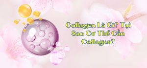 Collagen là gì?