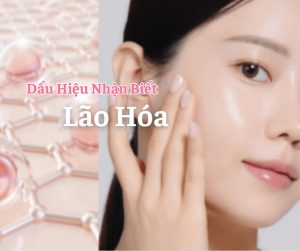 Lão hóa là gì?